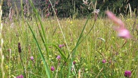 Image of a green space.